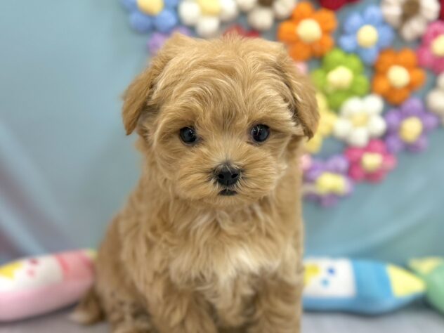 兵庫県のマルプー(マルチーズ×プードル) (ワンキャラット アミーゴ姫路飾磨店/2026年1月23日生まれ/女の子/クリーム)の子犬の3枚目の画像