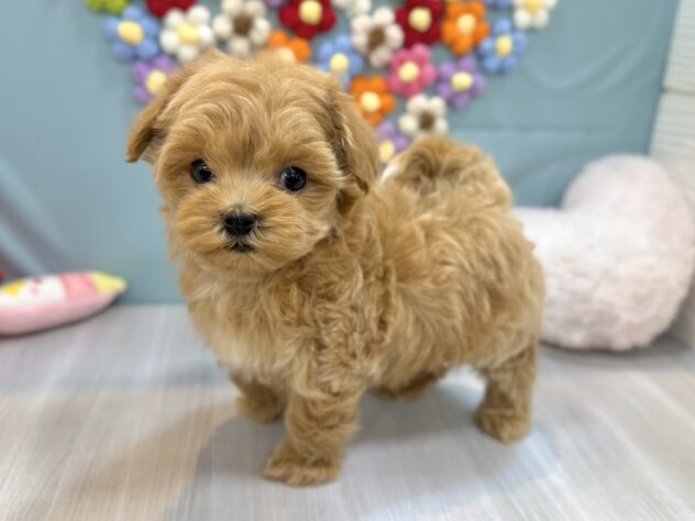 兵庫県のマルプー(マルチーズ×プードル) (ワンキャラット アミーゴ姫路飾磨店/2026年1月23日生まれ/女の子/クリーム)の子犬の2枚目の画像