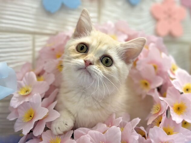 兵庫県のマンチカン (ワンキャラット アミーゴ姫路飾磨店/2025年12月13日生まれ/女の子/クリームタビーホワイトバン)の子猫の1枚目の画像