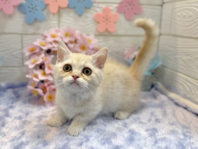 兵庫県のマンチカン (ワンキャラット アミーゴ姫路飾磨店/2025年12月13日生まれ/女の子/クリームタビーホワイトバン)の子猫の3枚目の画像