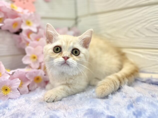 兵庫県のマンチカン (ワンキャラット アミーゴ姫路飾磨店/2025年12月13日生まれ/女の子/クリームタビーホワイトバン)の子猫の2枚目の画像