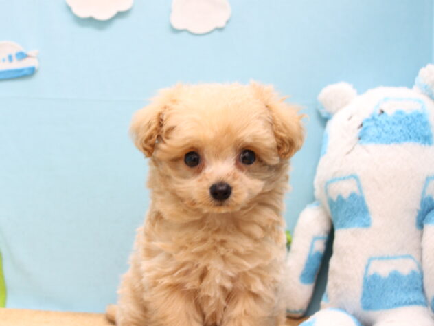 愛媛県のハーフ犬・ミックス犬 (アミーゴ今治店/2026年1月3日生まれ/男の子/クリーム)の子犬の3枚目の画像