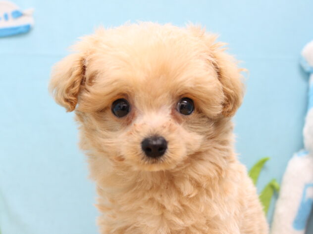 愛媛県のハーフ犬・ミックス犬 (アミーゴ今治店/2026年1月3日生まれ/男の子/クリーム)の子犬の1枚目の画像