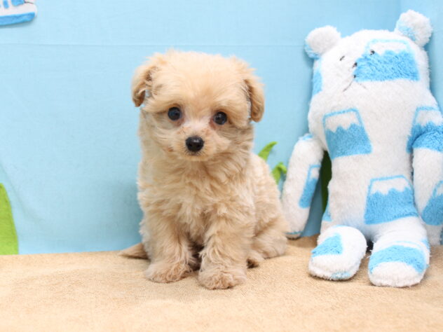 愛媛県のハーフ犬・ミックス犬 (アミーゴ今治店/2026年1月3日生まれ/男の子/クリーム)の子犬の4枚目の画像