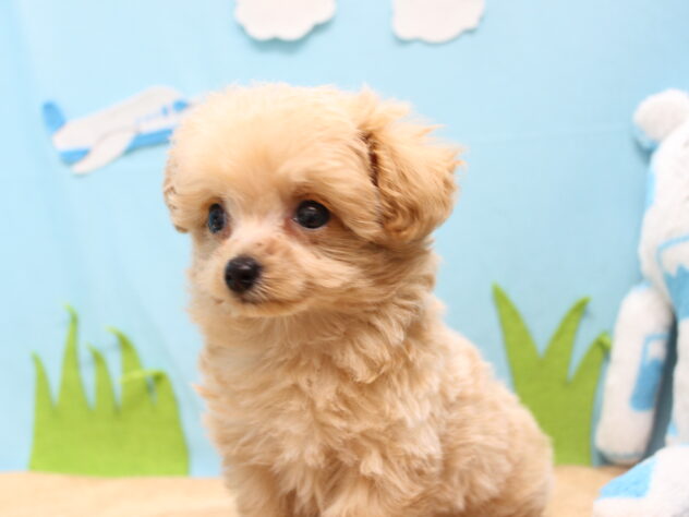 愛媛県のハーフ犬・ミックス犬 (アミーゴ今治店/2026年1月3日生まれ/男の子/クリーム)の子犬の2枚目の画像