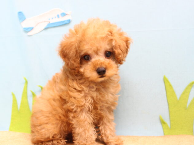 愛媛県のトイプードル(トイ) (アミーゴ今治店/2026年1月6日生まれ/女の子/オレンジフォーン)の子犬の3枚目の画像