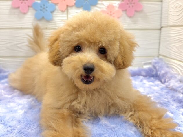 兵庫県のトイプードル(トイ) (ワンキャラット アミーゴ姫路飾磨店/2025年12月4日生まれ/男の子/ペールフォーン)の子犬の1枚目の画像