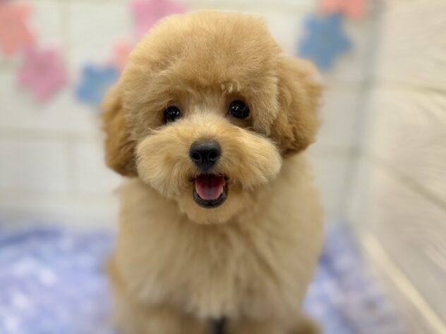 兵庫県のトイプードル(トイ) (ワンキャラット アミーゴ姫路飾磨店/2025年12月4日生まれ/男の子/ペールフォーン)の子犬の2枚目の画像