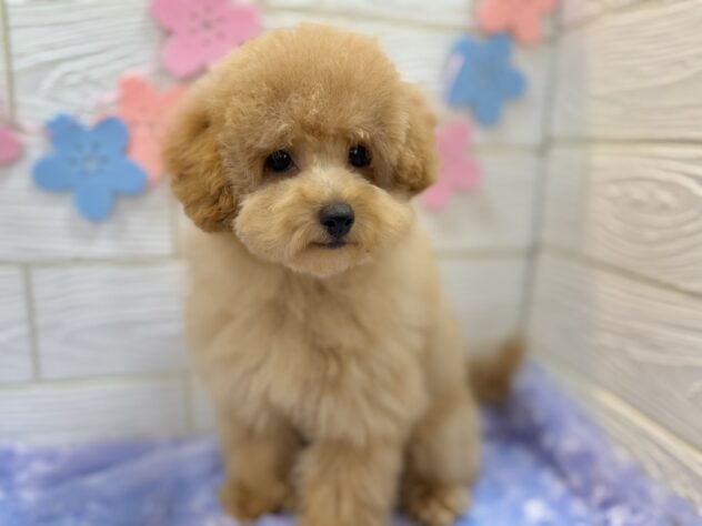 兵庫県のトイプードル(トイ) (ワンキャラット アミーゴ姫路飾磨店/2025年12月4日生まれ/男の子/ペールフォーン)の子犬の3枚目の画像