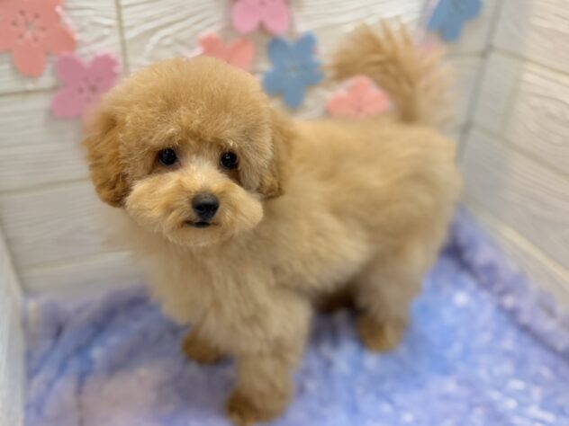 兵庫県のトイプードル(トイ) (ワンキャラット アミーゴ姫路飾磨店/2025年12月4日生まれ/男の子/ペールフォーン)の子犬の4枚目の画像