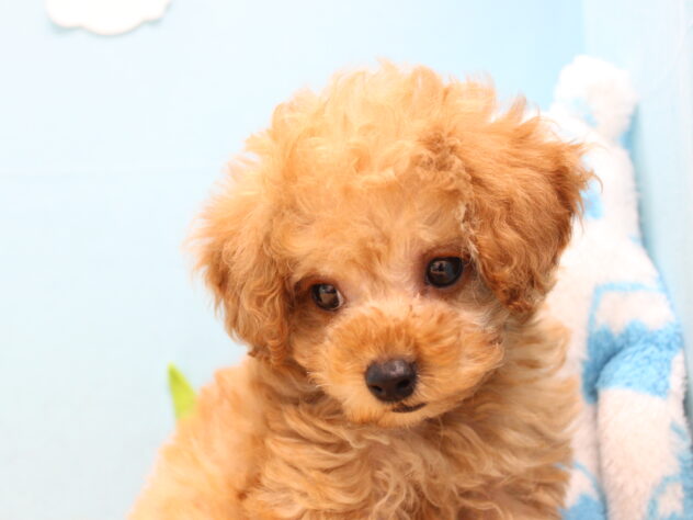 愛媛県のトイプードル(トイ) (アミーゴ今治店/2026年1月6日生まれ/女の子/オレンジフォーン)の子犬の2枚目の画像