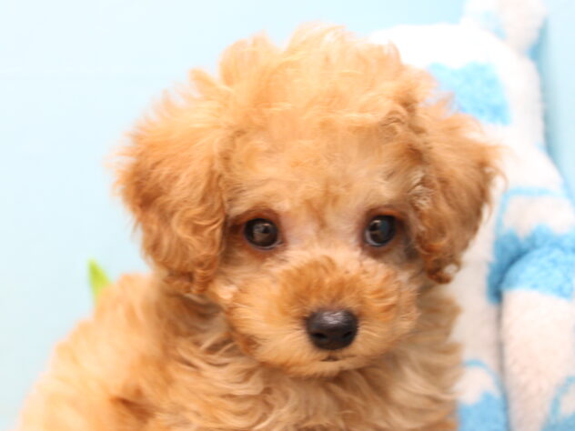 愛媛県のトイプードル(トイ) (アミーゴ今治店/2026年1月6日生まれ/女の子/オレンジフォーン)の子犬の1枚目の画像