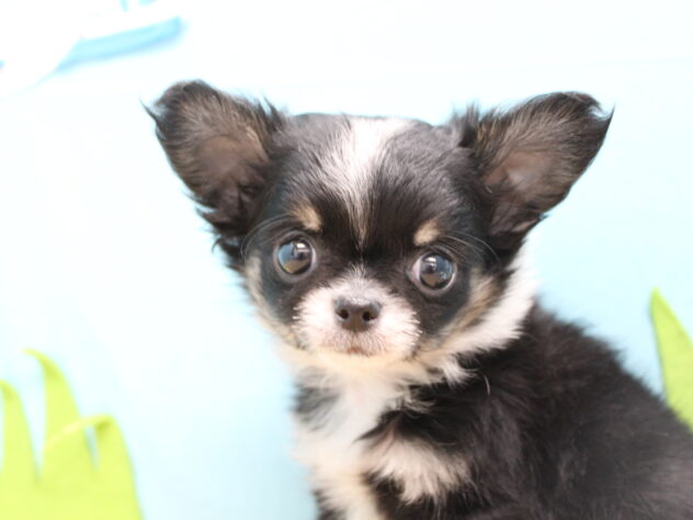 愛媛県のチワワ(ロング) (アミーゴ今治店/2026年1月8日生まれ/男の子/ブラックタンホワイト)の子犬の1枚目の画像