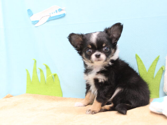 愛媛県のチワワ(ロング) (アミーゴ今治店/2026年1月8日生まれ/男の子/ブラックタンホワイト)の子犬の3枚目の画像