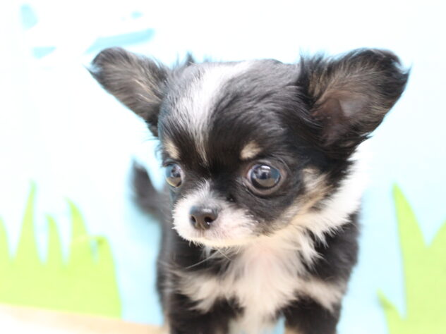愛媛県のチワワ(ロング) (アミーゴ今治店/2026年1月8日生まれ/男の子/ブラックタンホワイト)の子犬の2枚目の画像
