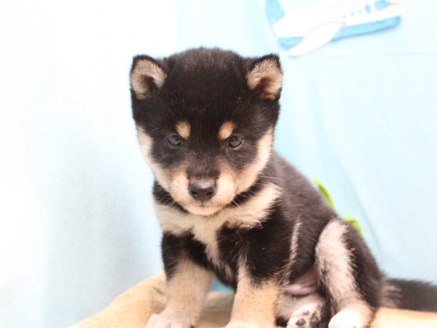 愛媛県の豆柴 (アミーゴ今治店/2026年1月19日生まれ/男の子/黒)の子犬