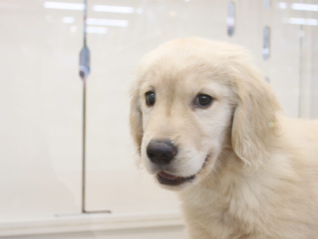 愛媛県のゴールデンレトリバー (アミーゴ今治店/2025年12月6日生まれ/男の子/ゴールデン)の子犬の1枚目の画像