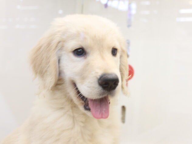 愛媛県のゴールデンレトリバー (アミーゴ今治店/2025年12月6日生まれ/男の子/ゴールデン)の子犬の2枚目の画像