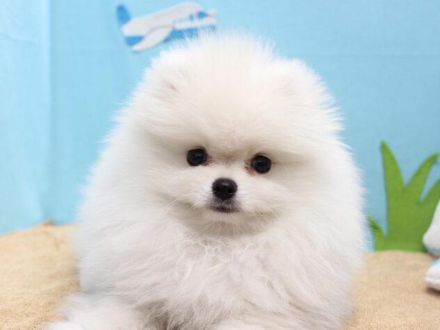 愛媛県のポメラニアン (アミーゴ今治店/2025年12月27日生まれ/男の子/ホワイト)の子犬