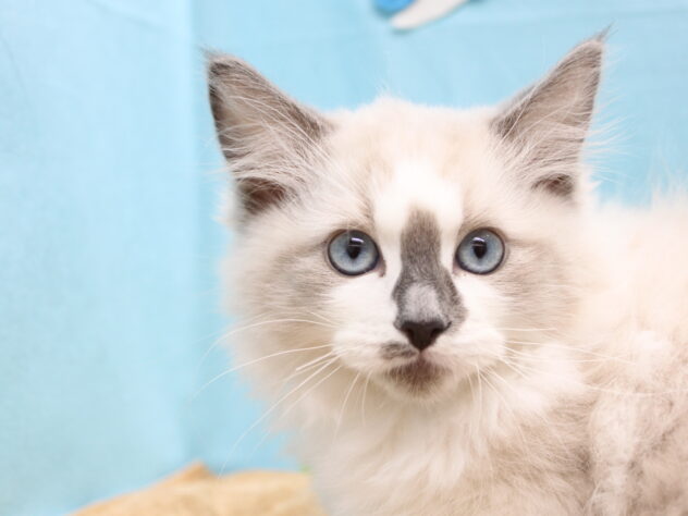 愛媛県のラグドール (アミーゴ今治店/2025年12月29日生まれ/男の子/シールポイントバイカラー)の子猫の1枚目の画像
