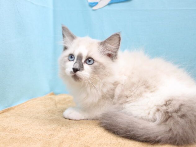 愛媛県のラグドール (アミーゴ今治店/2025年12月29日生まれ/男の子/シールポイントバイカラー)の子猫の2枚目の画像