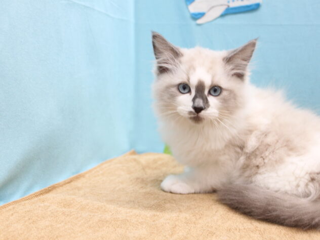 愛媛県のラグドール (アミーゴ今治店/2025年12月29日生まれ/男の子/シールポイントバイカラー)の子猫の3枚目の画像