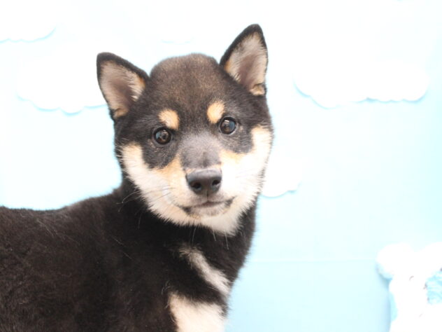 愛媛県の豆柴 (アミーゴ今治店/2025年11月15日生まれ/男の子/黒)の子犬の3枚目の画像