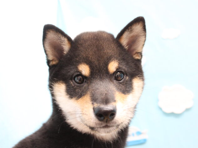 愛媛県の豆柴 (アミーゴ今治店/2025年11月15日生まれ/男の子/黒)の子犬の1枚目の画像