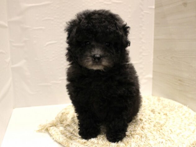 大阪府のトイプードル(トイ) (ペット・プラザ アミーゴ箕面店/2026年1月13日生まれ/男の子/グレー)の子犬の3枚目の画像