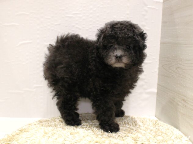 大阪府のトイプードル(トイ) (ペット・プラザ アミーゴ箕面店/2026年1月13日生まれ/男の子/グレー)の子犬の2枚目の画像