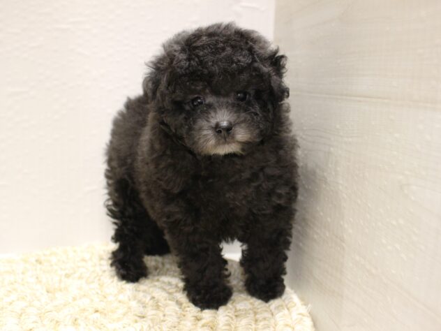 大阪府のトイプードル(トイ) (ペット・プラザ アミーゴ箕面店/2026年1月13日生まれ/男の子/グレー)の子犬の1枚目の画像