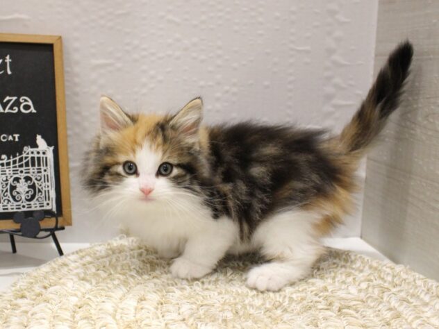 大阪府のノルウェージャンフォレストキャット (ペット・プラザ アミーゴ箕面店/2026年1月14日生まれ/女の子/キャリコ)の子猫の2枚目の画像