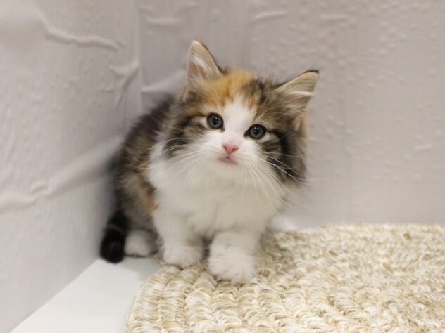 大阪府のノルウェージャンフォレストキャット (ペット・プラザ アミーゴ箕面店/2026年1月14日生まれ/女の子/キャリコ)の子猫の3枚目の画像