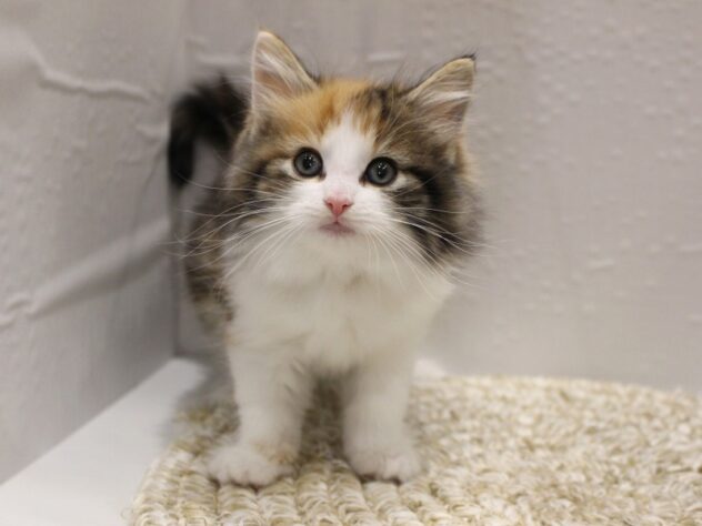 大阪府のノルウェージャンフォレストキャット (ペット・プラザ アミーゴ箕面店/2026年1月14日生まれ/女の子/キャリコ)の子猫の1枚目の画像