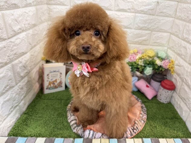 兵庫県のトイプードル(トイ) (ワンキャラット アミーゴ姫路花田店/2025年7月23日生まれ/女の子/レッドフォーン)の子犬の3枚目の画像