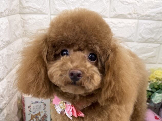 兵庫県のトイプードル(トイ) (ワンキャラット アミーゴ姫路花田店/2025年7月23日生まれ/女の子/レッドフォーン)の子犬の1枚目の画像