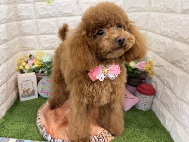 兵庫県のトイプードル(トイ) (ワンキャラット アミーゴ姫路花田店/2025年7月23日生まれ/女の子/レッドフォーン)の子犬の4枚目の画像