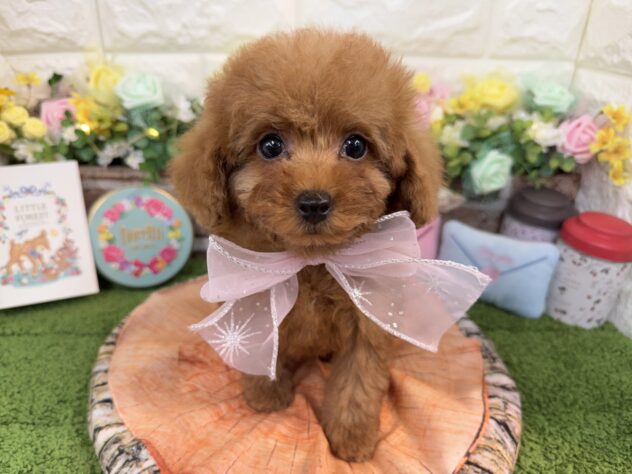 兵庫県のトイプードル(トイ) (ワンキャラット アミーゴ姫路花田店/2026年1月12日生まれ/女の子/オレンジフォーン)の子犬の2枚目の画像