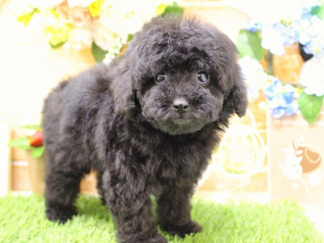 兵庫県のトイプードル(トイ) (ペット・プラザ アミーゴ三田店/2026年1月4日生まれ/女の子/ブラック)の子犬の3枚目の画像