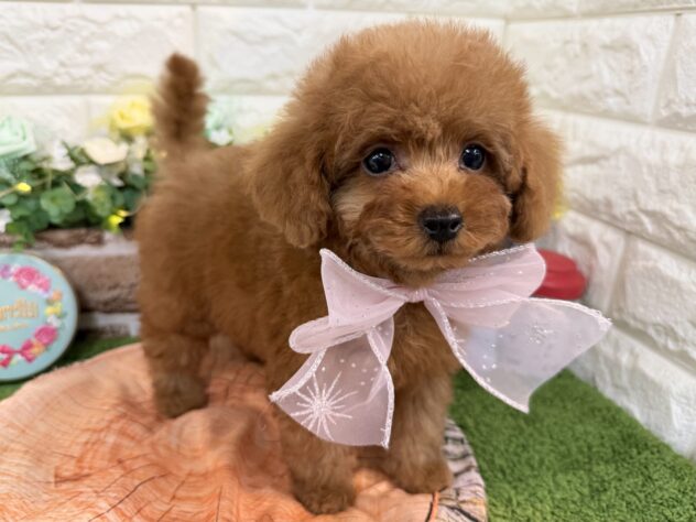 兵庫県のトイプードル(トイ) (ワンキャラット アミーゴ姫路花田店/2026年1月12日生まれ/女の子/オレンジフォーン)の子犬の3枚目の画像