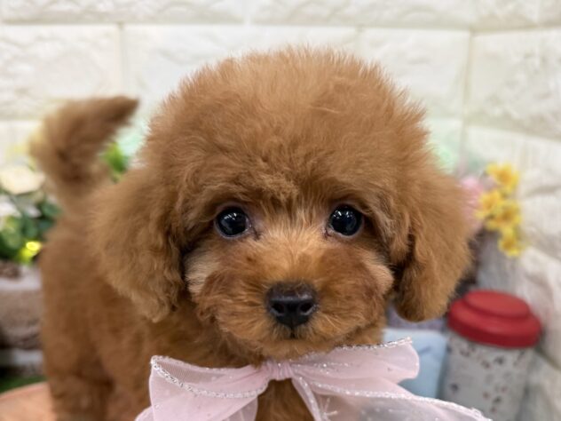 兵庫県のトイプードル(トイ) (ワンキャラット アミーゴ姫路花田店/2026年1月12日生まれ/女の子/オレンジフォーン)の子犬の1枚目の画像