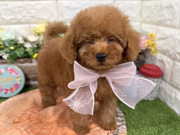 兵庫県のトイプードル(トイ) (ワンキャラット アミーゴ姫路花田店/2026年1月12日生まれ/女の子/オレンジフォーン)の子犬の4枚目の画像