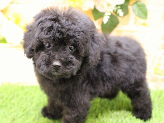 兵庫県のトイプードル(トイ) (ペット・プラザ アミーゴ三田店/2026年1月4日生まれ/女の子/ブラック)の子犬の2枚目の画像