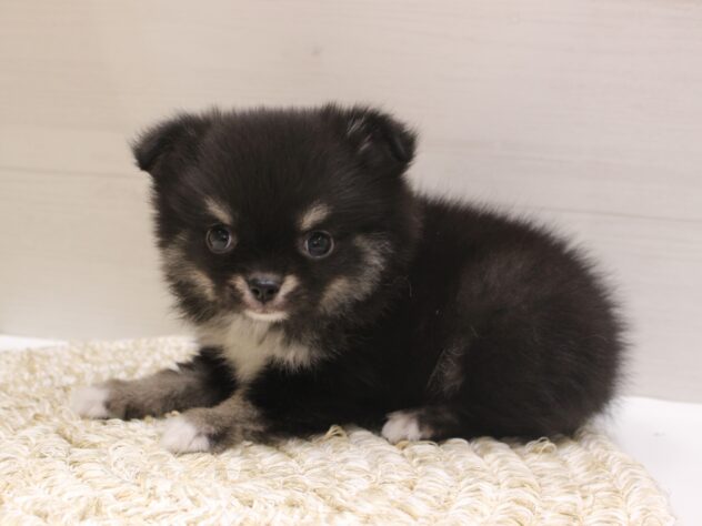 大阪府のポメチワ/チワポメ/ポメチー(ポメラニアン×チワワ) (ペット・プラザ アミーゴ箕面店/2026年1月31日生まれ/女の子/ブラックホワイト)の子犬の2枚目の画像