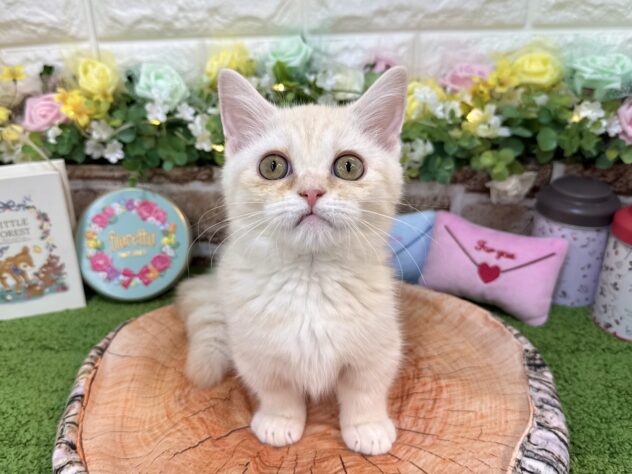 兵庫県のマンチカン (ワンキャラット アミーゴ姫路花田店/2025年12月13日生まれ/女の子/クリームタビー)の子猫の2枚目の画像