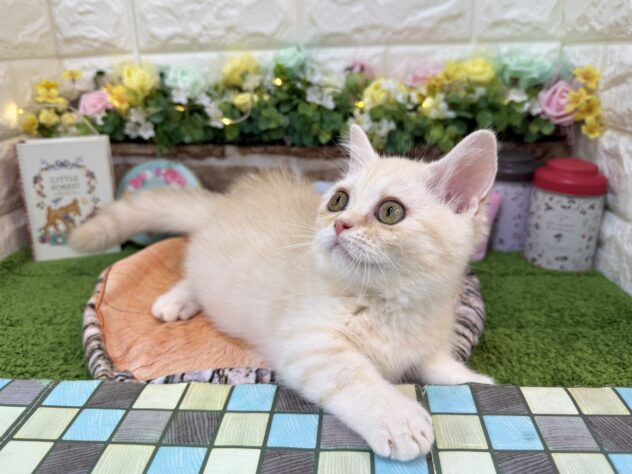 兵庫県のマンチカン (ワンキャラット アミーゴ姫路花田店/2025年12月13日生まれ/女の子/クリームタビー)の子猫の3枚目の画像