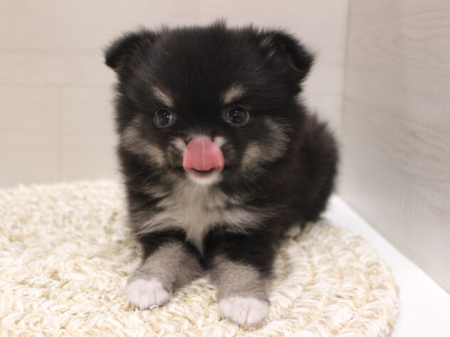 大阪府のポメチワ/チワポメ/ポメチー(ポメラニアン×チワワ) (ペット・プラザ アミーゴ箕面店/2026年1月31日生まれ/女の子/ブラックホワイト)の子犬の3枚目の画像