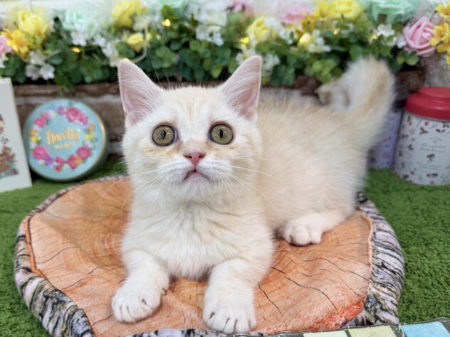 兵庫県のマンチカン (ワンキャラット アミーゴ姫路花田店/2025年12月13日生まれ/女の子/クリームタビー)の子猫の4枚目の画像