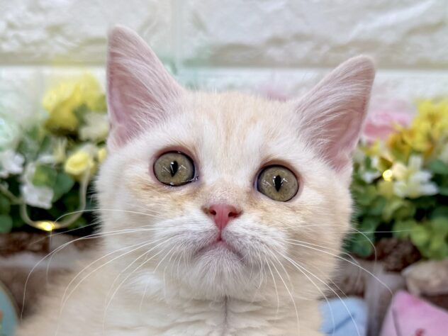 兵庫県のマンチカン (ワンキャラット アミーゴ姫路花田店/2025年12月13日生まれ/女の子/クリームタビー)の子猫の1枚目の画像