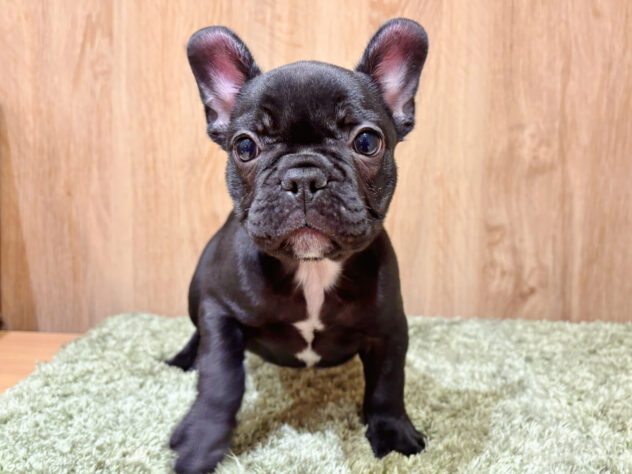 広島県のフレンチブルドッグ (アミーゴ広島商工センター店/2026年1月8日生まれ/女の子/ブリンドル)の子犬